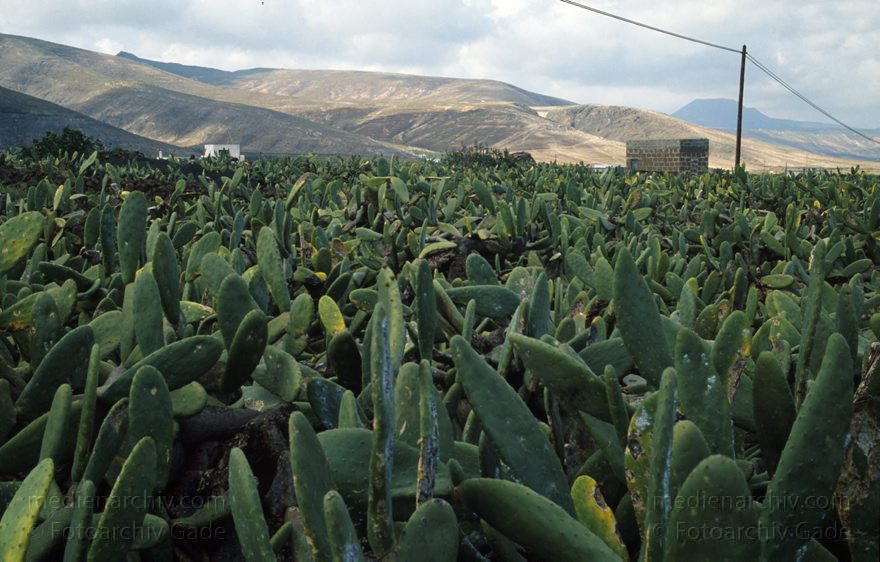 Lanzarote. Guatiza. Kakteenfeld
1994. Spanien. Kanarische Inseln. Lanzarote. Guatiza. Feld mit Feigenkakteen (Cactus opunta) auf denen die Koschenillelaus (Coctus cacti) zur Farbstoffgewinnung gezüchtet wird.
Schlüsselwörter: 1994;Cactus opunti;Feigenkaktus;Flora;Guatiza;Kakteen;Kaktus;Kanarische Inseln;Koschenillelaus;Lanzarote;Pflanze;Pflanzen;Spanien