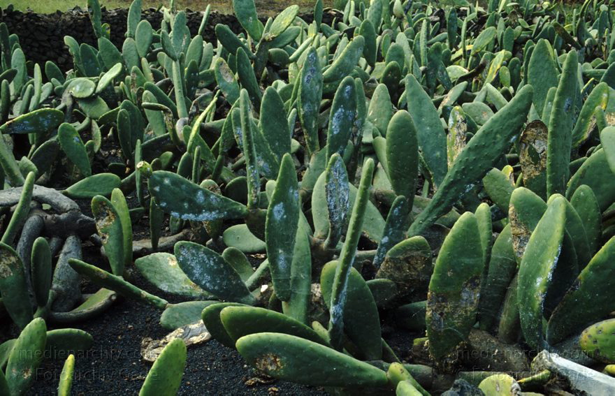 Lanzarote. Guatiza. Kakteenfeld
1994. Spanien. Kanarische Inseln. Lanzarote. Guatiza. Feigenkakteen (Cactus opunta) auf denen die Koschenillelaus (Coctus cacti) zur Farbstoffgewinnung gezüchtet wird.
Schlüsselwörter: 1994;Cactus opunta;Flora;Kakteen;Kaktus;Kanarische Inseln;Koschenillelaus;Lanzarote;Pflanze;Pflanzen;Spanien