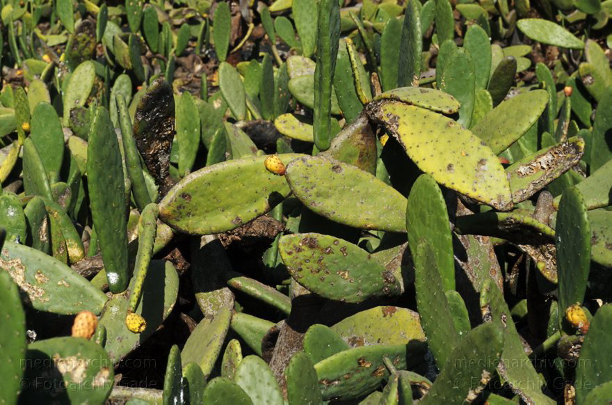 Lanzarote. Guatiza. Kakteenfeld
1994. Spanien. Kanarische Inseln. Lanzarote. Kakteenfeld bei Guatiza.
Schlüsselwörter: Flora;Kakteen;Kaktus;Kanarische Inseln;Lanzarote;Pflanze;Pflanzen;Spanien