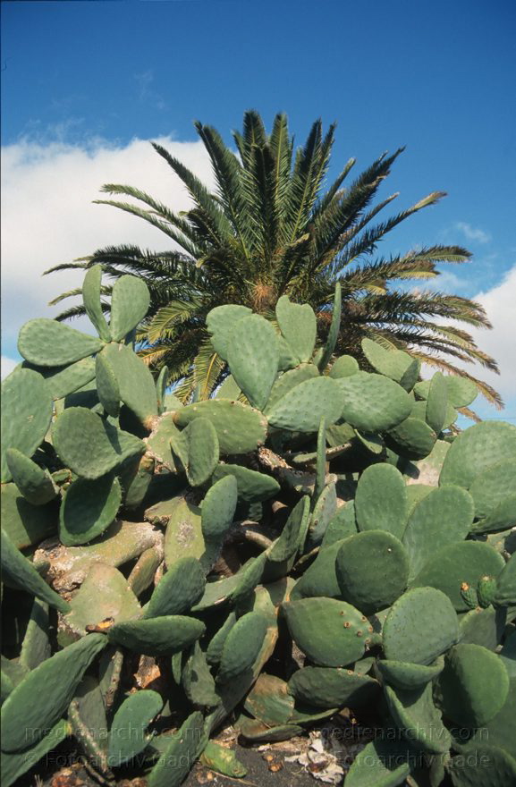 Lanzarote. Kaktus und Palme
Dezember 1996. Spanien. Kanarische Inseln. Lanzarote. Flora. Pflanzen. Kaktus und Palme
Schlüsselwörter: 1996;Baum;Canary Islands;Espana;Flora;Islas Canarias;Kakteen;Kaktus;Kanarische Inseln;Lanzarote;Palme;Pflanzen;Spain;Spanien;Vegetation