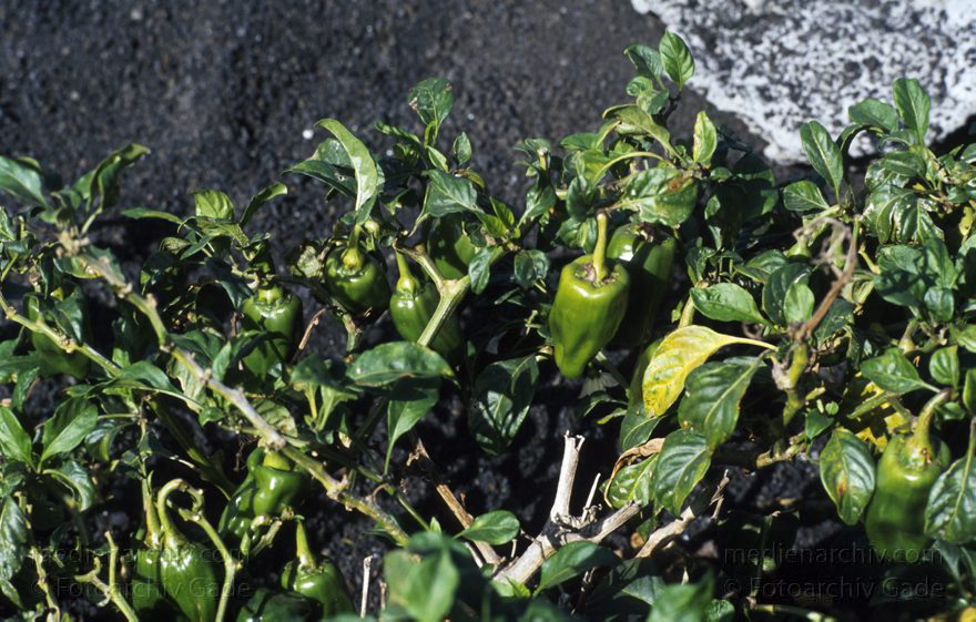 Lanzarote. Paprika
April 1994. Spanien. Kanarische Inseln. Lanzarote. Paprika
Schlüsselwörter: 1995;Flora;Kanarische Inseln;Lanzarote;Paprika;Pflanzen;Spanien