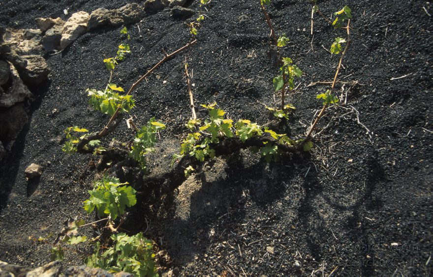 Lanzarote. Weinanbau in La Geria
Dezember 1991. Spanien. Kanarische Inseln. Lanzarote. Weinanbaugebiet La Geria. Wein wird in künstlichen Trichtern im Lavaschutt gezogen.
Schlüsselwörter: 1991;Flora;Kanarische Inseln;La Geria;Lanzarote;Pflanze;Pflanzen;Spanien;Weinanbau;Weinrebe