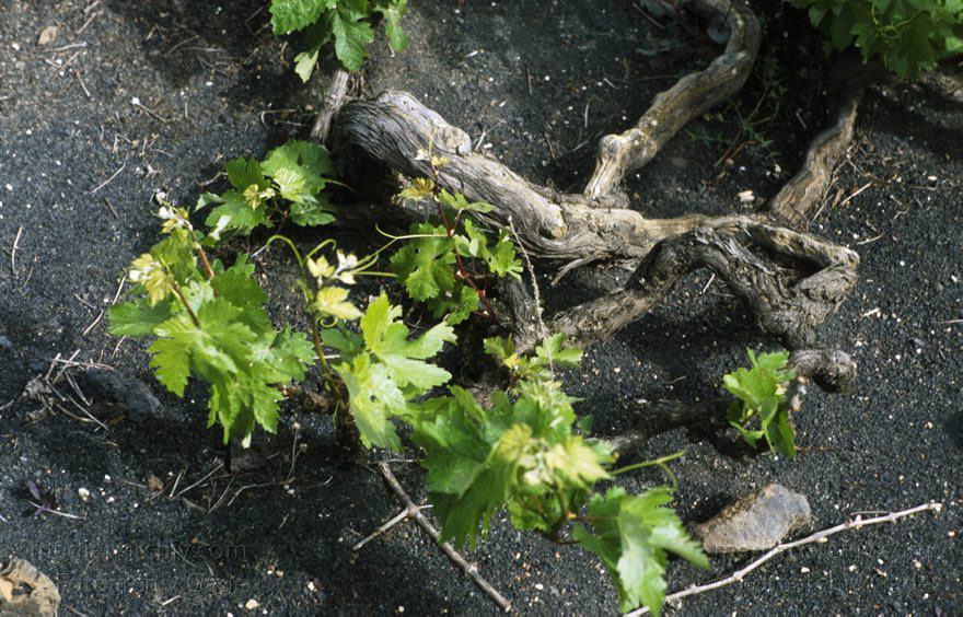 Lanzarote. Weinpflanze
April 1995. Spanien. Kanarische Inseln. Lanzarote. Flora. Pflanzen. Eine knorrige Weinpflanze
Schlüsselwörter: 1995;Flora;Kanarische Inseln;Lanzarote;Pflanze;Pflanzen;Spanien;Wein