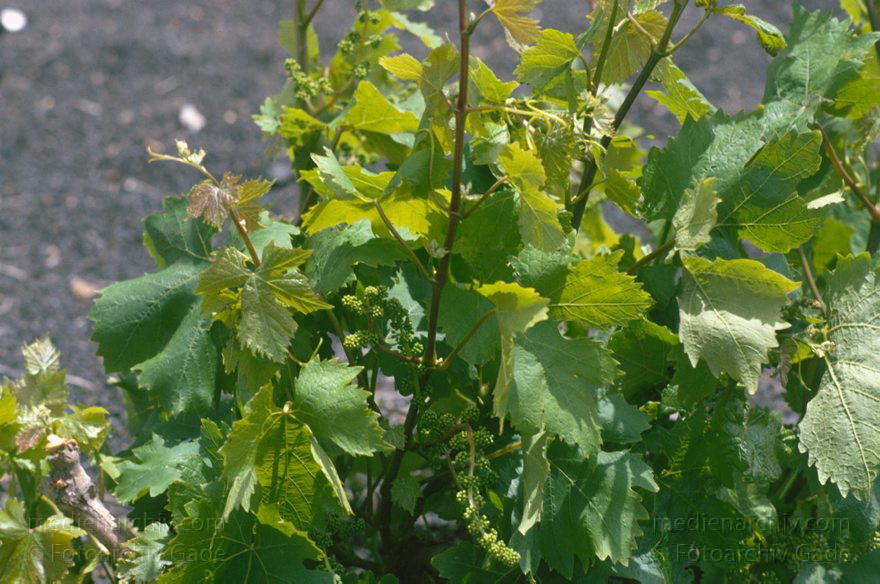 Lanzarote. Weinpflanze
April 1995. Spanien. Kanarische Inseln. Lanzarote. Flora. Pflanzen. Vegetation. Weinpflanze
Schlüsselwörter: 1995;Canary Islands;Espana;Flora;Islas Canarias;Kanarische Inseln;Lanzarote;Pflanzen;Spain;Spanien;Vegetation;Weinanbau;Weinrebe