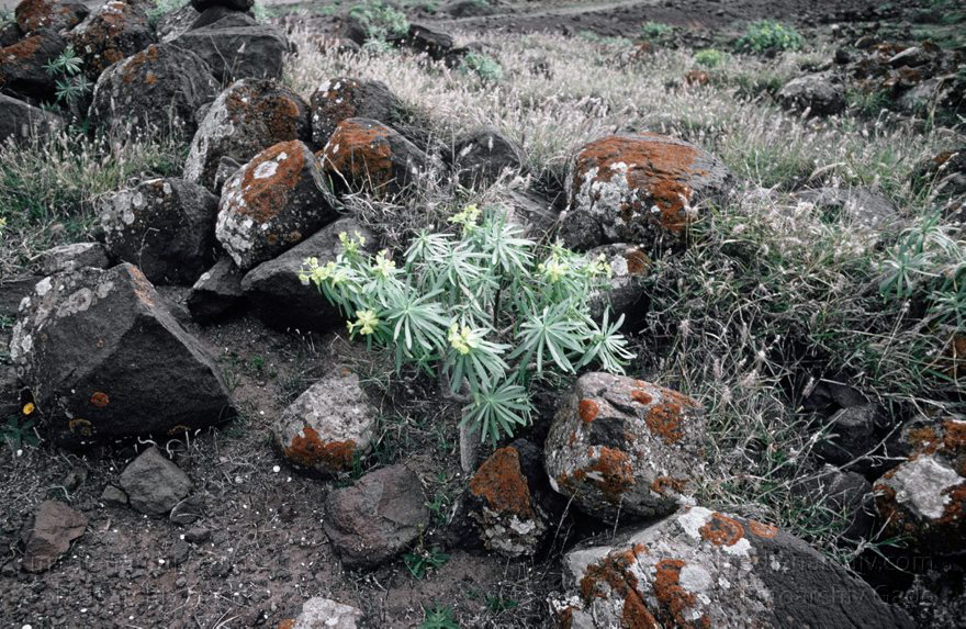 Lanzarote. Wolfsmilchgewächs. Tabaiba
März 1991. Spanien. Kanarische Inseln. Lanzarote. Flora. Pflanzen. Vegetation. Wolfsmilchgewächs. Tabaiba. Moose. Flechten
Schlüsselwörter: 1991;Canary Islands;Espana;Flechten;Flora;Islas Canarias;Kanarische Inseln;Lanzarote;Moose;Pflanzen;Spain;Spanien;Tabaiba;Vegetation;Wolfsmilchgewächs