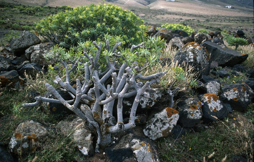Lanzarote. Wolfsmilchgewächs. Tabaiba
März 1991. Spanien. Kanarische Inseln. Lanzarote. Flora. Pflanzen. Vegetation. Wolfsmilchgewächs. Tabaiba
Schlüsselwörter: 1991;Canary Islands;Espana;Flechten;Flora;Islas Canarias;Kanarische Inseln;Lanzarote;Moose;Pflanzen;Spain;Spanien;Tabaiba;Vegetation;Wolfsmilchgewächs