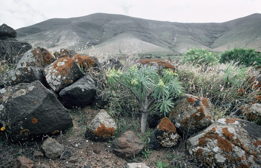 Lanzarote. Wolfsmilchgewächs. Tabaiba
März 1991. Spanien. Kanarische Inseln. Lanzarote. Flora. Pflanzen. Vegetation. Wolfsmilchgewächs. Tabaiba. Moos. Flechten
Schlüsselwörter: 1991;Canary Islands;Espana;Flechten;Flora;Islas Canarias;Kanarische Inseln;Lanzarote;Moos;Pflanzen;Spain;Spanien;Tabaiba;Vegetation;Wolfsmilchgewächs