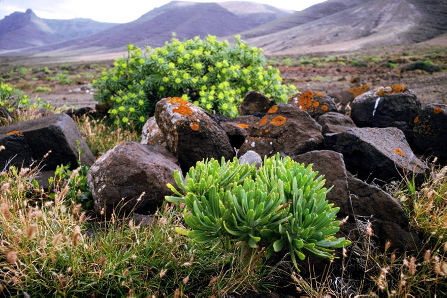 Lanzarote. Wolfsmilchgewächs. Tabaiba
März 1991. Spanien. Kanarische Inseln. Lanzarote. Flora. Pflanzen. Vegetation. Wolfsmilchgewächs. Tabaiba
Schlüsselwörter: 1991;Farmara;Flechten;Flora;Kanarische Inseln;Lanzarote;Moosflechte;Pflanzen;Spanien;Tabaiba;Wolfsmilchgewächs