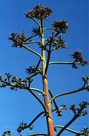 Flora-Agave-1993-10.jpg