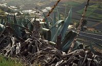 Flora-Agave-1994-001.jpg