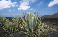 Flora-Agave-199504-115.jpg