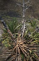 Flora-Agave-199504-117.jpg