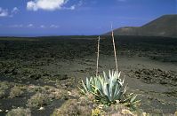 Flora-Agave-199504-118.jpg