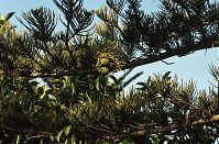 Flora-Baum-Kiefer-199504-10.jpg