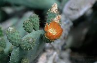 Flora-Kaktus-199504-332.jpg