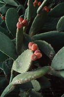 Flora-Kaktus-199612-167.jpg