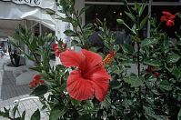 Flora-Strauch-Hibiskus-199406-269.jpg