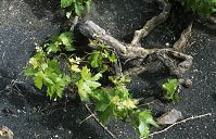 Flora-Strauch-Weintrauben-199504-02.jpg