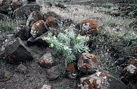 Flora-Wolfsmilch-199103-150.jpg