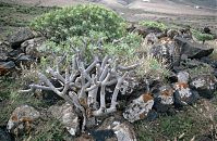 Flora-Wolfsmilch-199103-151.jpg