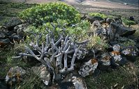 Flora-Wolfsmilch-199103-152.jpg