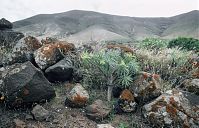 Flora-Wolfsmilch-199103-153.jpg