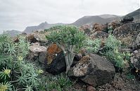 Flora-Wolfsmilch-199103-154.jpg