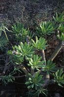 Flora-Wolfsmilch-199612-165.jpg