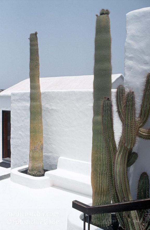 Lanzarote. Tahiche. Fundación César Manrique. Kaktus. Kakteen
Juni 1994. Spanien. Kanarische Inseln. Lanzarote. Tahiche. Fundación César Manrique (Stiftung César Manrique) Museum. -  Spain. Canary Islands. Espana. Islas Canarias. Flora. Kaktur. Kakteen
Schlüsselwörter: 1994;canarias;Canary Islands;Flora;Fundación César Manrique;Kakteen;Kaktus;Kanarische Inseln;Lanzarote;Pflanzen;Spain;Spanien;Tahiche