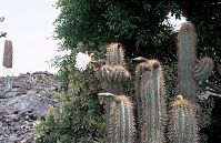 Spanien-Kanarische-Lanzarote-Manrique-199406-055.jpg