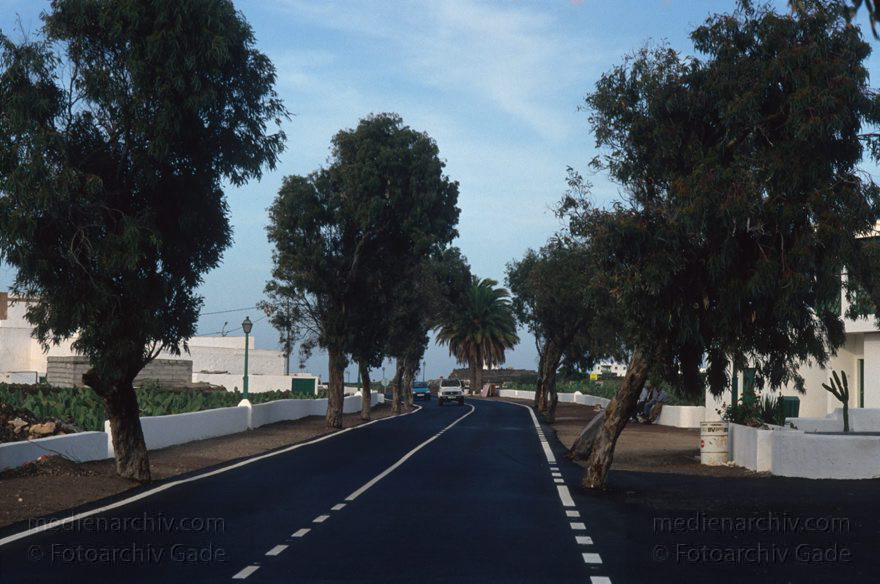 Lanzarote. Guatiza
November 1994. Spanien. Kanarische Inseln. Lanzarote. Hauptstraße ind Guatiza. Eukalyptusbäume
Schlüsselwörter: 1994;canarias;Canary Islands;Guatiza;Kanarische Inseln;Lanzarote;Spain;Spanien