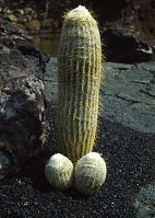 Spanien-Kanarische-Lanzarote-Guatiza-1992-02.jpg