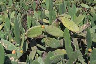 Spanien-Kanarische-Lanzarote-Guatiza-199411-020.jpg