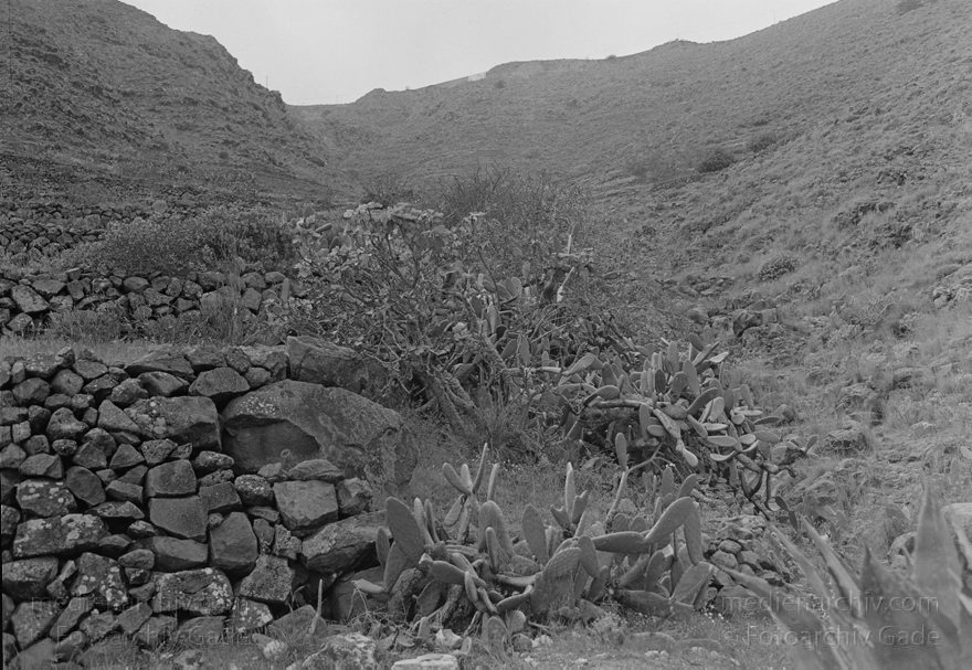 Lanzarote. Haria
4. 3. 1992. Spanien. Kanarische Inseln. Lanzarote. Haria
Schlüsselwörter: 1992;canarias;Canary Islands;Haria;Kanarische Inseln;Lanzarote;Spain;Spanien
