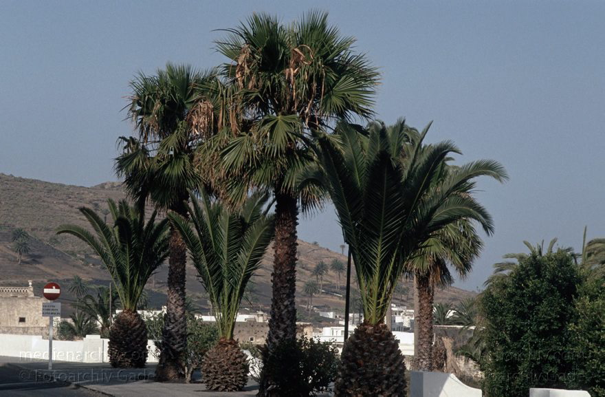 Lanzarote. Haria
Juni 1994. Spanien. Kanarische Inseln. Lanzarote. Haria
Schlüsselwörter: 1994;canarias;Canary Islands;Haria;Kanarische Inseln;Lanzarote;Spain;Spanien