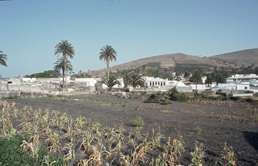 Lanzarote. Haria
Juni 1994. Spanien. Kanarische Inseln. Lanzarote. Haria
Schlüsselwörter: 1994;canarias;Canary Islands;Haria;Kanarische Inseln;Lanzarote;Spain;Spanien