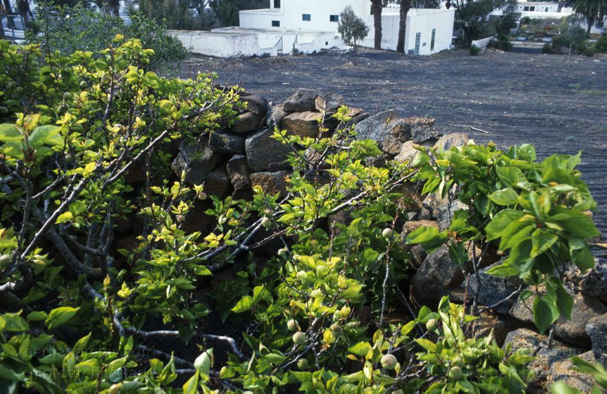 Lanzarote. Haria
April 1995. Spanien. Kanarische Inseln. Lanzarote. Haria
Schlüsselwörter: 1995;canarias;Canary Islands;Haria;Kanarische Inseln;Lanzarote;Spain;Spanien