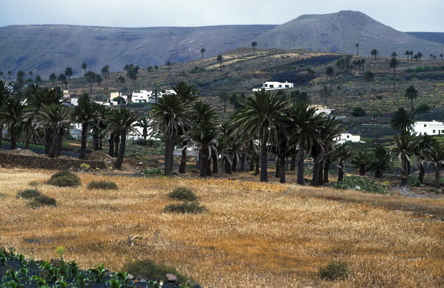 Lanzarote. Haria
April 1995. Spanien. Kanarische Inseln. Lanzarote. Haria
Schlüsselwörter: 1995;canarias;Canary Islands;Haria;Kanarische Inseln;Lanzarote;Spain;Spanien