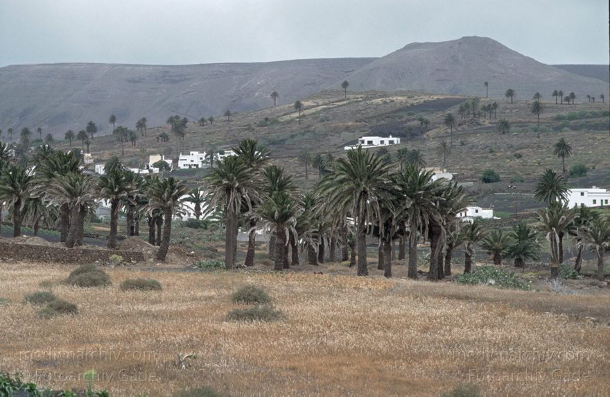 Lanzarote. Haria
November 1995. Spanien. Kanarische Inseln. Lanzarote. Haria
Schlüsselwörter: 1995;canarias;Canary Islands;Haria;Kanarische Inseln;Lanzarote;Spain;Spanien