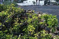 Spanien-Kanarische-Lanzarote-Haria-199504-24.jpg