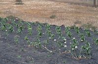 Spanien-Kanarische-Lanzarote-Haria-199511-230.jpg