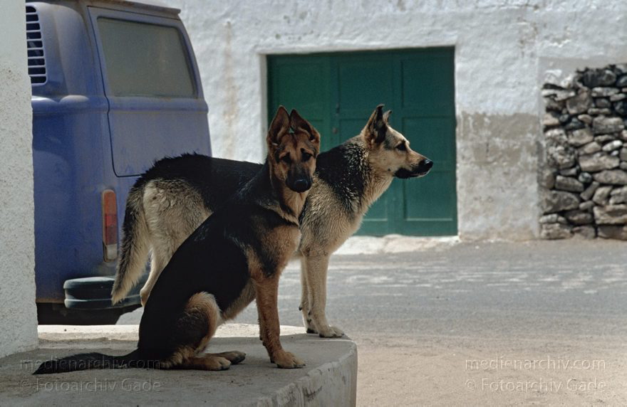 Lanzarote. Famara. La Caleta. Hunde
Juli 1994. Spanien. Kanarische Inseln. Lanzarote. Famara. La Caleta. Hunde
Schlüsselwörter: 1994;Canary Islands;Espana;Famara;Hunde;Islas Canarias;Kanarische Inseln;La Caleta;Lanzarote;Spain;Spanien