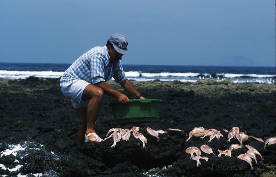 Lanzarote. Famara. La Caleta. Trocknen von Fischen
April 1995. Spanien. Kanarische Inseln. Lanzarote. Famara. La Caleta. Fischerdorf. Ein Fischer legt Fische zum Trocknen aus
Schlüsselwörter: 1995;Canary Islands;Espana;Famara;Islas Canarias;Kanarische Inseln;La Caleta;Lanzarote;Spain;Spanien
