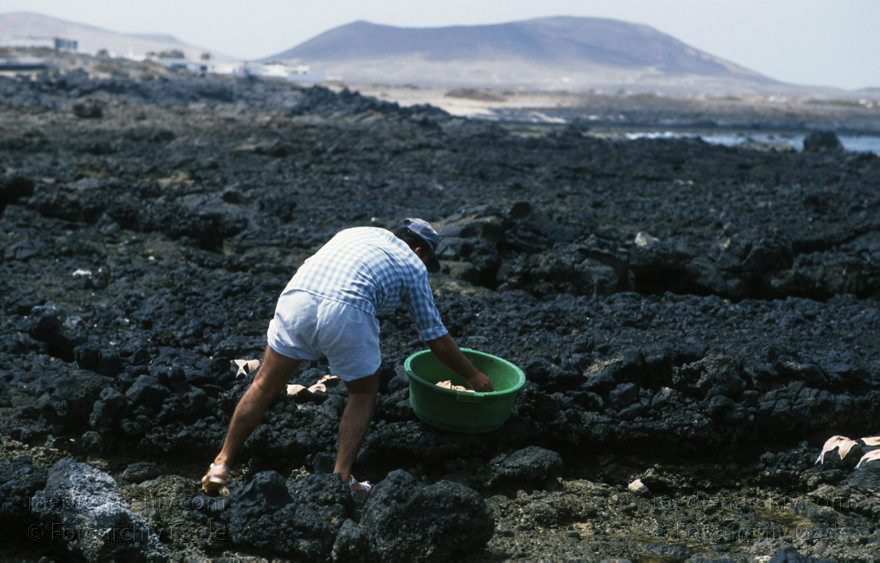 Lanzarote. Famara. La Caleta. Trocknen von Fischen
April 1995. Spanien. Kanarische Inseln. Lanzarote. Famara. La Caleta. Fischerdorf. Ein Fischer legt Fische zum Trocknen aus
Schlüsselwörter: 1995;Canary Islands;Espana;Famara;Islas Canarias;Kanarische Inseln;La Caleta;Lanzarote;Spain;Spanien