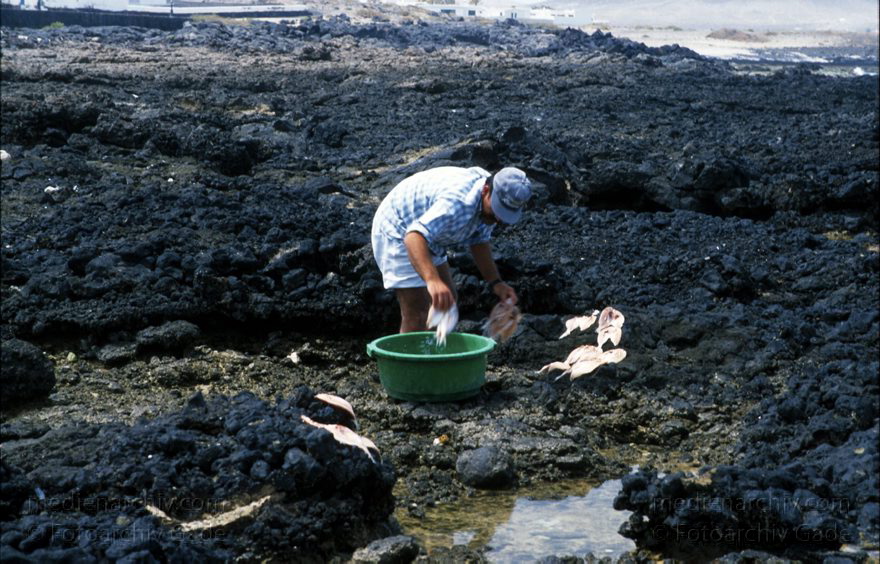 Lanzarote. Famara. La Caleta. Trocknen von Fischen
April 1995. Spanien. Kanarische Inseln. Lanzarote. Famara. La Caleta. Fischerdorf. Ein Fischer legt Fische zum Trocknen aus
Schlüsselwörter: 1995;Canary Islands;Espana;Famara;Islas Canarias;Kanarische Inseln;La Caleta;Lanzarote;Spain;Spanien