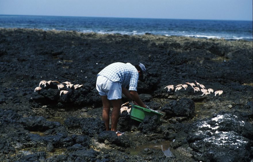 Lanzarote. Famara. La Caleta. Trocknen von Fischen
April 1995. Spanien. Kanarische Inseln. Lanzarote. Famara. La Caleta. Fischerdorf. Ein Fischer legt Fische zum Trocknen aus
Schlüsselwörter: 1995;Canary Islands;Espana;Famara;Islas Canarias;Kanarische Inseln;La Caleta;Lanzarote;Spain;Spanien