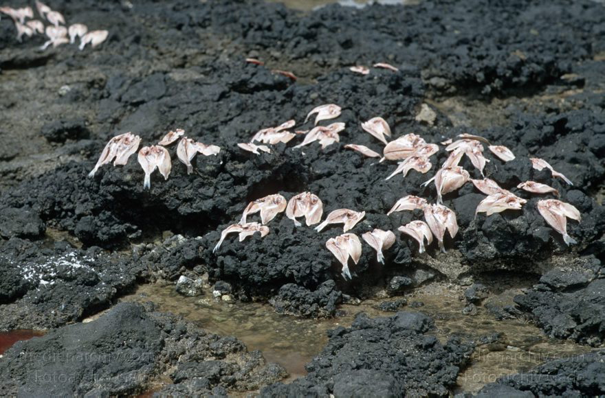 Lanzarote. Famara. La Caleta. Trocknen von Fischen
April 1995. Spanien. Kanarische Inseln. Lanzarote. Famara. La Caleta. Fischerdorf. Ein Fischer legt Fische zum Trocknen aus
Schlüsselwörter: 1995;Canary Islands;Espana;Famara;Islas Canarias;Kanarische Inseln;La Caleta;Lanzarote;Spain;Spanien