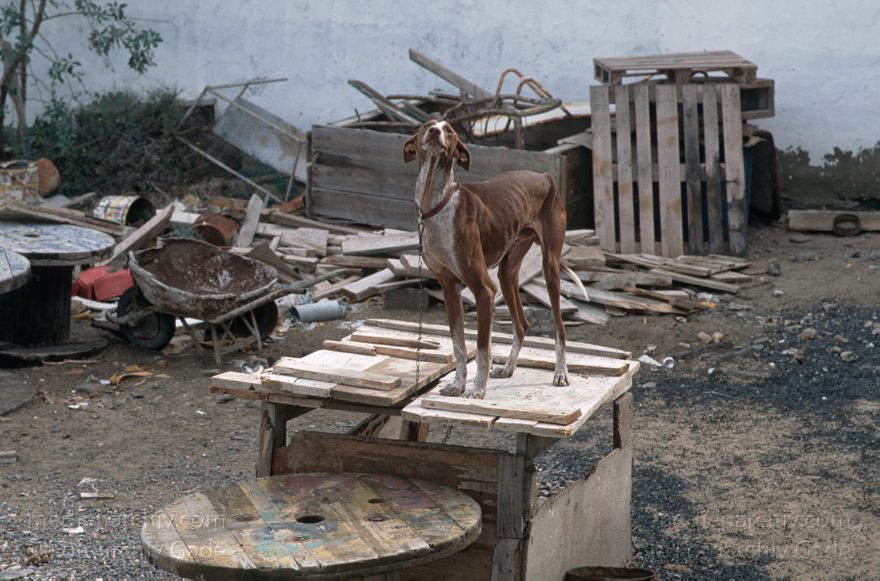 Lanzarote. Famara. La Caleta. Hund an der Kette
November 1995. Spanien. Kanarische Inseln. Lanzarote. Famara. La Caleta. Angeketteter Hund
Schlüsselwörter: 1995;Canary Islands;Espana;Famara;Hund;Islas Canarias;Kanarische Inseln;La Caleta;Lanzarote;Spain;Spanien