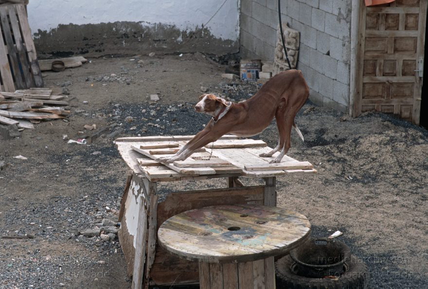 Lanzarote. Famara. La Caleta. Hund an der Kette
November 1995. Spanien. Kanarische Inseln. Lanzarote. Famara. La Caleta. Angeketteter Hund
Schlüsselwörter: 1995;Canary Islands;Espana;Famara;Hund;Islas Canarias;Kanarische Inseln;La Caleta;Lanzarote;Spain;Spanien