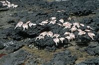 Dateiname=Spanien-Kanarische-Lanzarote-La-Caleta-199504-31.jpg
Dateigröße=266KB
Abmessungen: 880x580
hinzugefügt am: 05. Januar 2016 Spanien-Kanarische-Lanzarote-La-Caleta-199504-31.jpg